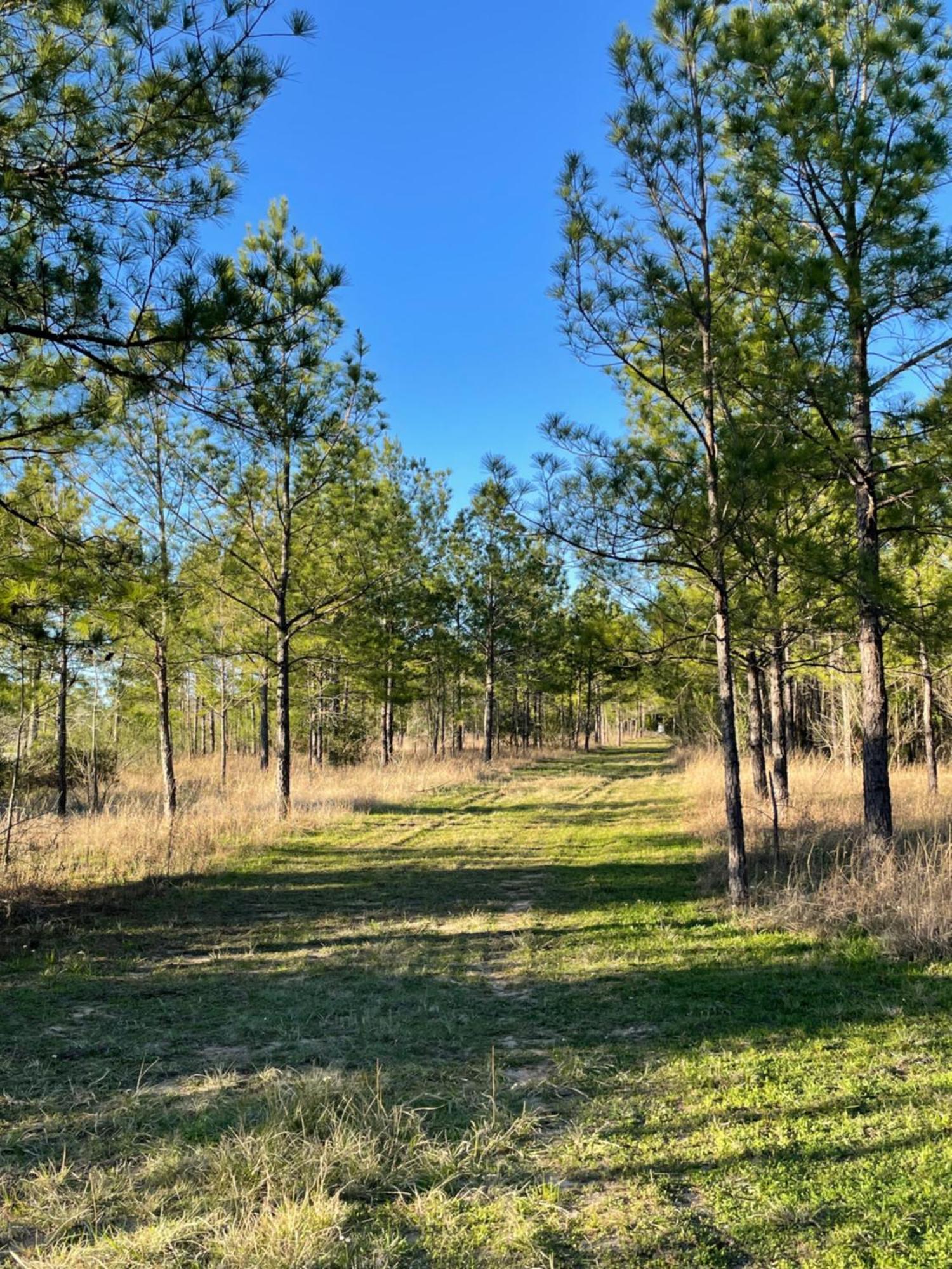 Country Getaway 4 Bedroom Resort In 10 Acre Lot Magnolia Exterior foto